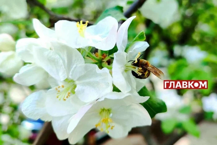 In der Ukraine ist es bewölkt mit Aufhellungen: Wettervorhersage für den 25. Mai